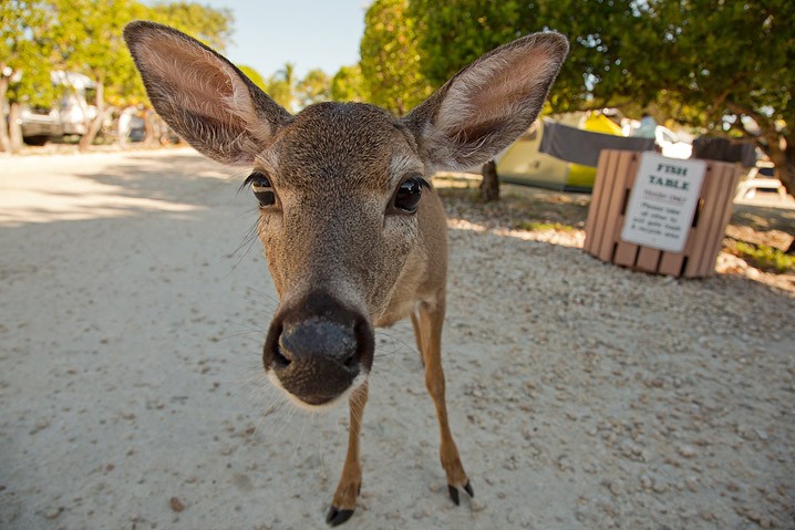 Tourismus Human Impact Key Hirsch Odocoileus virginianus Key Deer